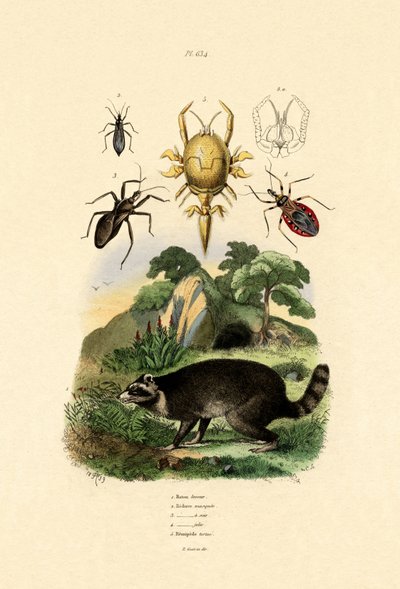 Mapache, 1833-39 de French School